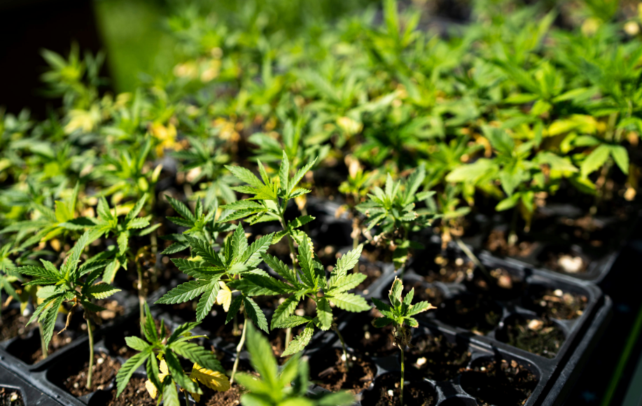 marijuan